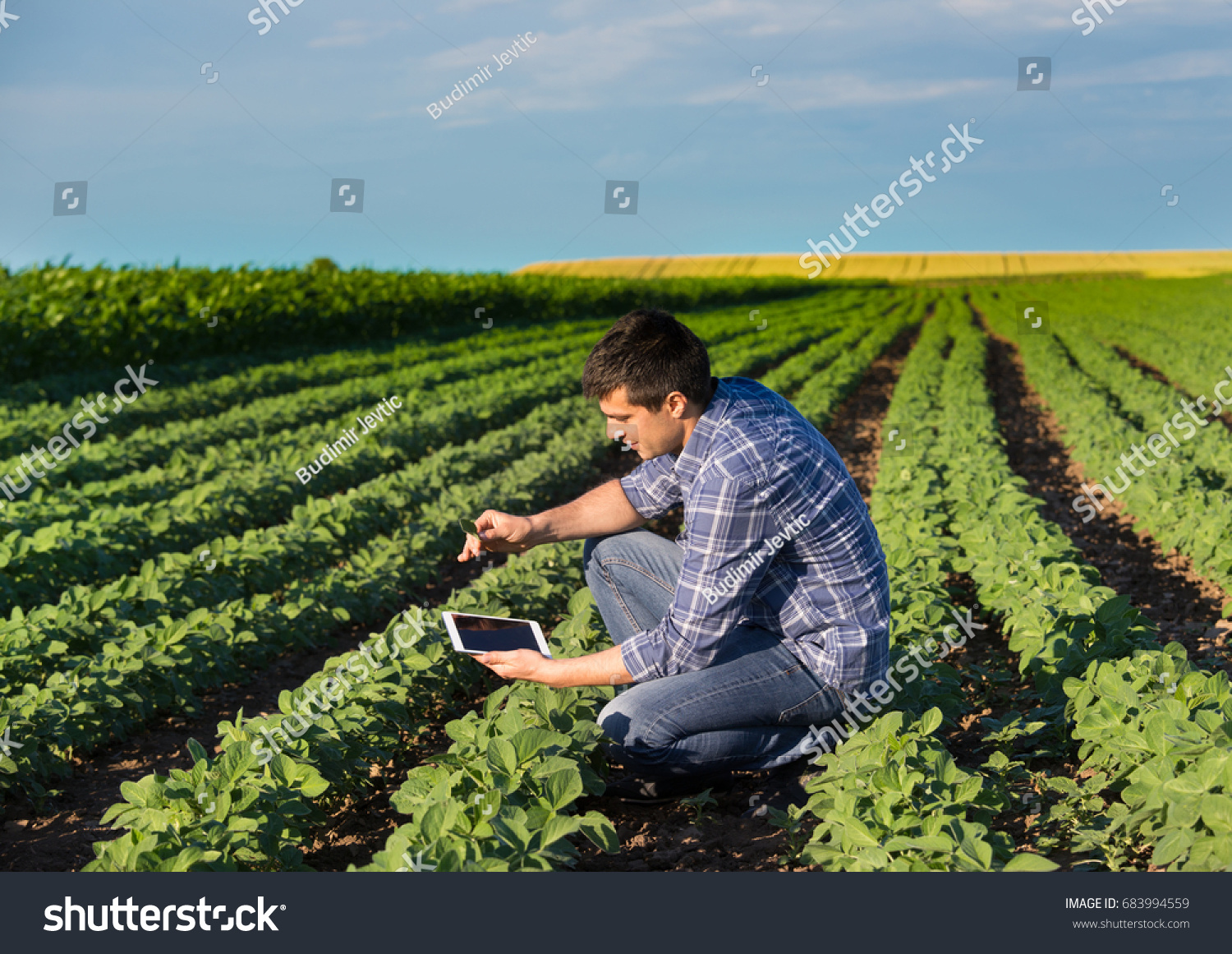 stock-photo-young-handsome-agriculture-engineer-squatting-in-soybean-field-with-tablet-in-hands-in-early-summer-683994559